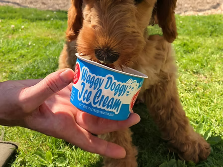 Waggy Doggy Doo Da Doggy Ice Cream